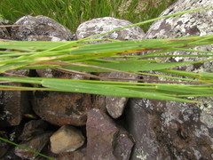 Festuca ulochaeta