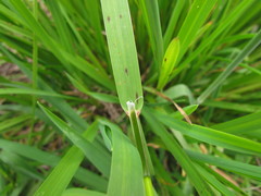 Glyceria multiflora
