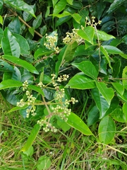 Myrcia popayanensis