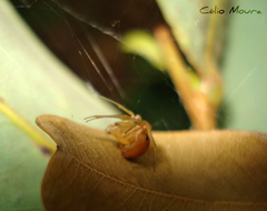 Nihonhimea tesselata