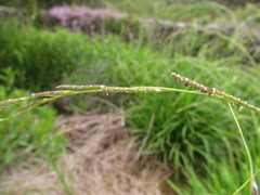 Glyceria multiflora