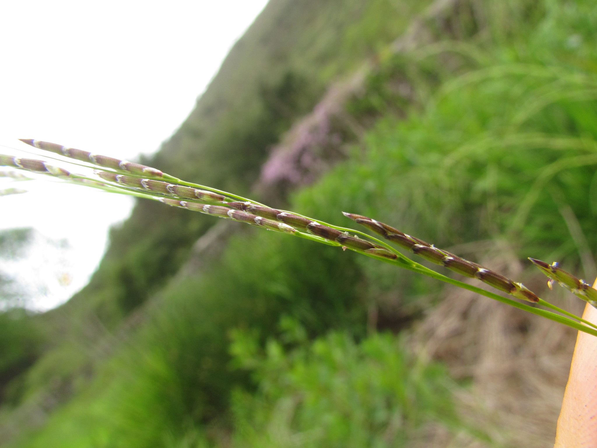Glyceria multiflora