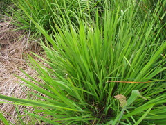 Glyceria multiflora