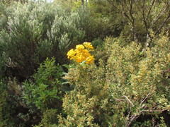 Graphistylis oreophila