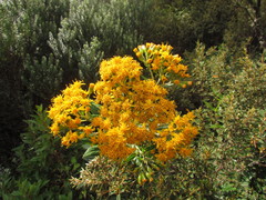 Graphistylis oreophila