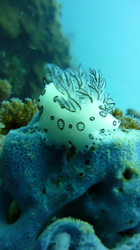 Mourning Dorid (Jorunna funebris)