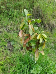 Eschweilera antioquensis