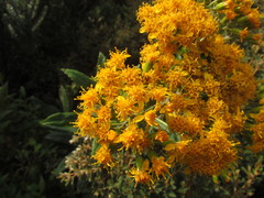 Graphistylis oreophila