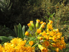 Graphistylis oreophila