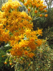 Graphistylis oreophila