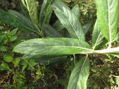 Graphistylis oreophila