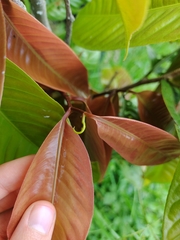 Eschweilera antioquensis