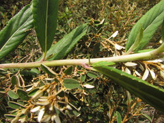 Graphistylis oreophila