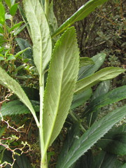 Graphistylis oreophila