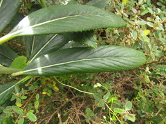 Graphistylis oreophila