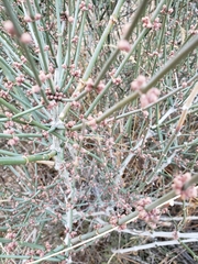 Ephedra antisyphilitica