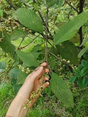 Varronia polystachya