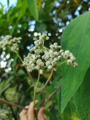Ageratina popayanensis