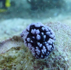 Phyllidiella pustulosa