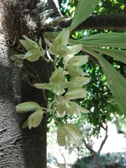 Clowesia russelliana