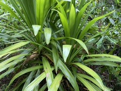 Cordyline obtecta