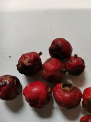 Syzygium maire