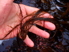 Desmarestia aculeata