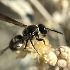 Pachodynerus californicus