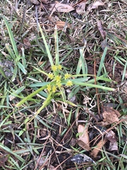 Cyperus croceus image
