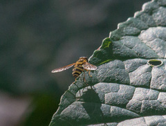 Syrphus knabi