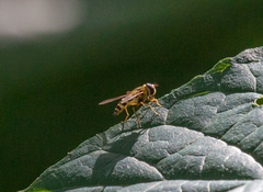 Syrphus knabi