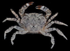 Panopeus occidentalis