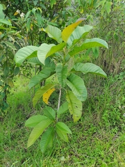 Magnolia hernandezii