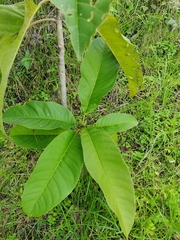 Magnolia hernandezii