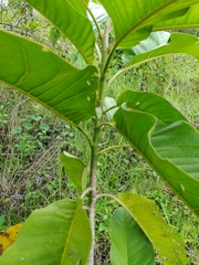 Magnolia hernandezii