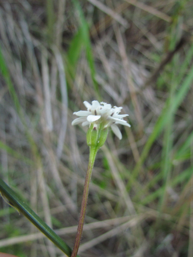 Holocheilus illustris