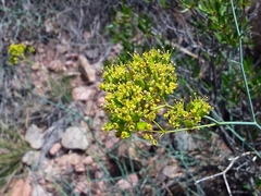 Gymnophyton polycephalum