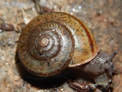 Helminthoglypta petricola