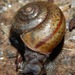 Transverse Range Shoulderband Snail - Photo (c) William Mason, some rights reserved (CC BY-NC), uploaded by William Mason
