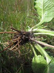 Holocheilus monocephalus