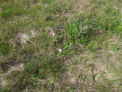 Holocheilus monocephalus