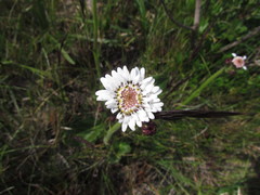 Holocheilus monocephalus