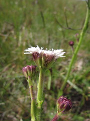 Holocheilus monocephalus