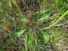 Holocheilus monocephalus