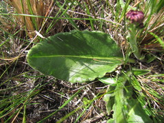 Holocheilus monocephalus