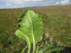 Holocheilus monocephalus