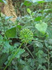 Hydrocotyle macrophylla