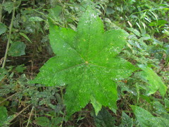 Hydrocotyle macrophylla
