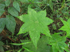 Hydrocotyle macrophylla