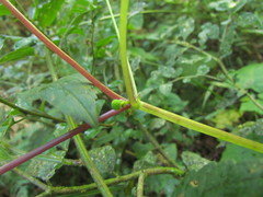 Hydrocotyle macrophylla
